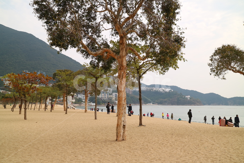 바다,해변,모래사장,해수욕장,바닷가,식물,treetrunk,나무줄기,나무,plant,tree,숲,해변,바다,beach,sea