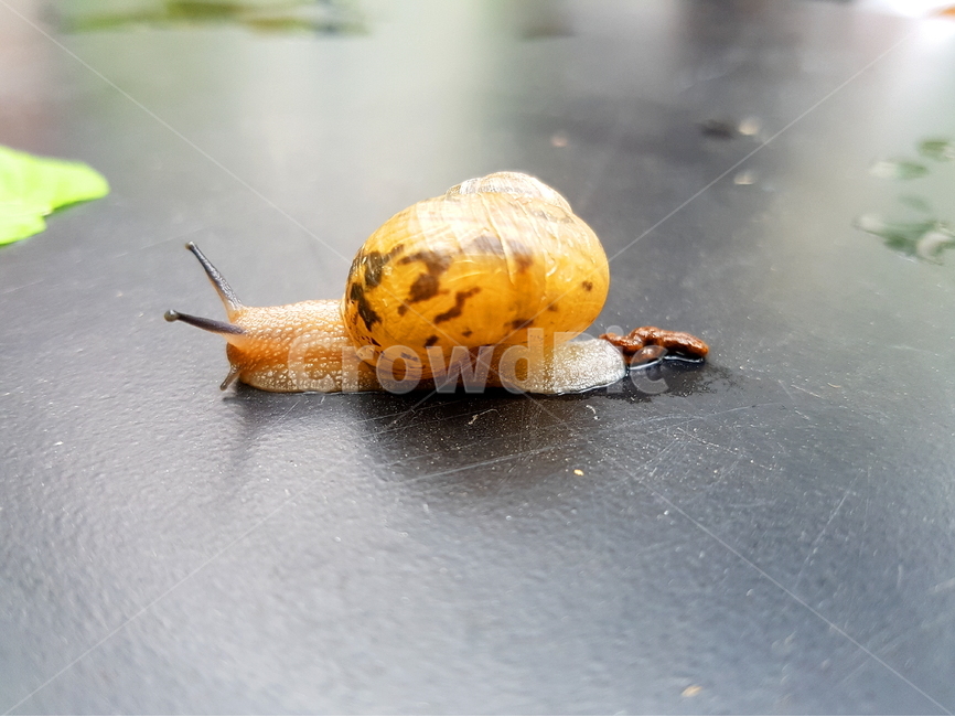 달팽이,snail,비오는날,달팽이똥,동물,연체동물,달팽이더듬이,자연,달팽이사진,동물,animal