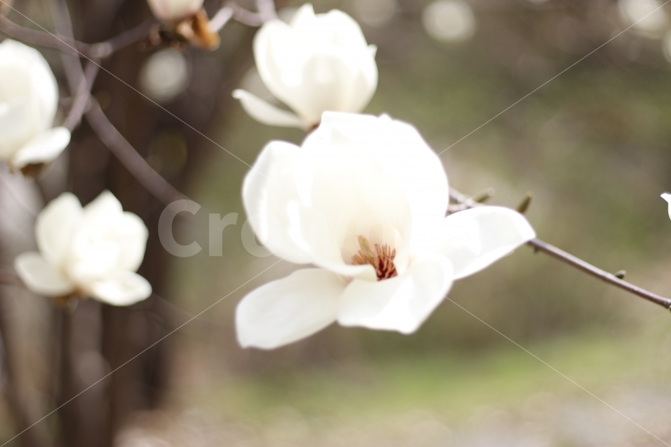 flower,spring,봄,자연,꽃,식물,나무,식물,자연,plants,nature,봄,계절,spring,season,꽃,flower,plant,blossom,petal,꽃잎
