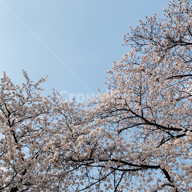 봄,벚꽃,sakura,벚꽃나무,나무,꽃