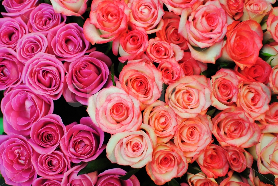꽃,식물,장미,스냅,색상,화려,붉은,ROSE,ROSES,SNAP,COLORFUL,VIVID,BEAUTIFUL,RED,GREEN,SNAPSHOT,FLOWERS,FLOWER,PLANT,BOTANY,YELLOW,자연,붉은장미,VIOLET,보라색,PURPLE,PINK,핑크,식물,자연,plants,nature,꽃,flower,기념일,축하,anniversary,congratulation,celebrate,celebration