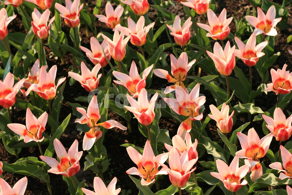 꽃,정원,튤립축제,식물,꽃밭,튤립,flower,garden,tulip,blossom,식물,자연,plants,nature,꽃,flower
