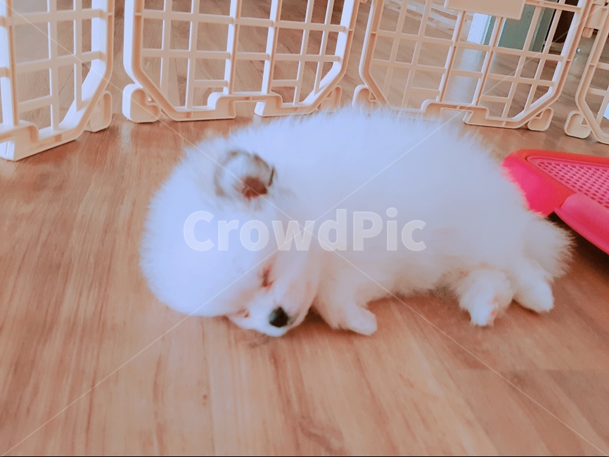 반려견,강아지,귀여운강아지,반려동물,강아지눈,개,dog,동물,animal,포유류,mammal,개,강아지,dog,doggy