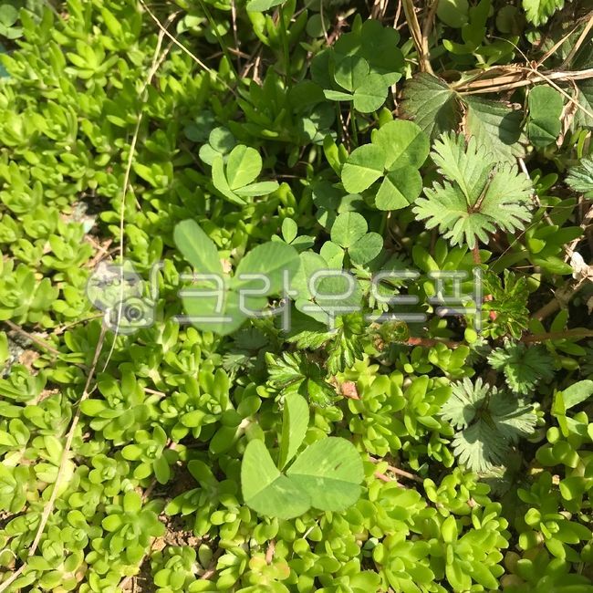plant,clover,vegetation,spring plants,shamrock,Baekjachukcho,herb,landscape,samponcho,wild grass