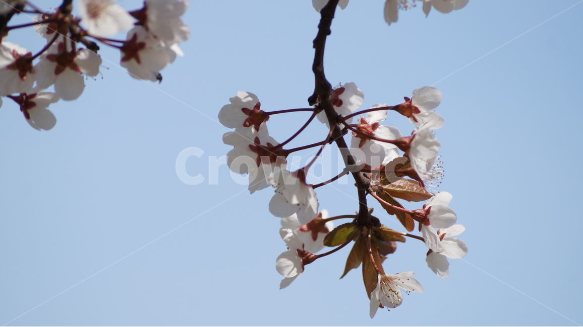 꽃,봄꽃,자연,풍경,벚꽃,봄,계절,spring,season,식물,자연,plants,nature,꽃,flower,plant