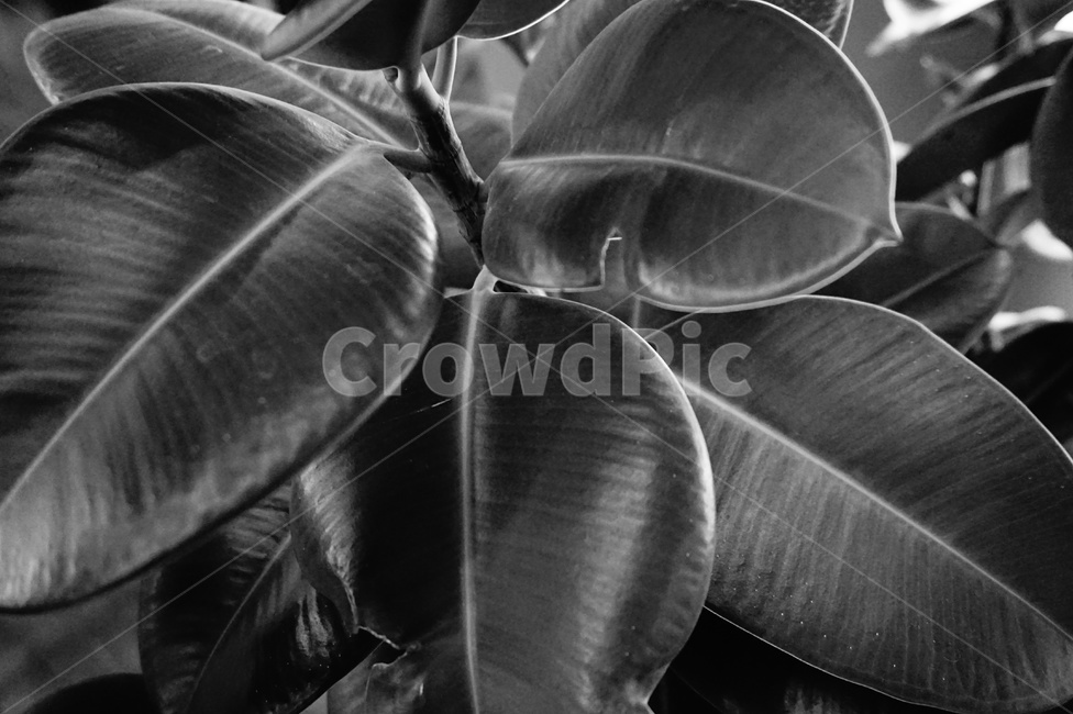 꽃,넓은잎식물,화분,초록색,식물,식물,자연,plants,nature,흑백,모노톤,monochrome,black and white