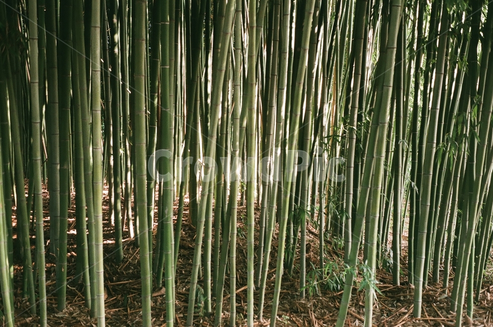 대나무,초록색,녹색,빽빽함,대밭,자연,풍경,nature,landscape,식물,plants,나무,trees,wood,plant