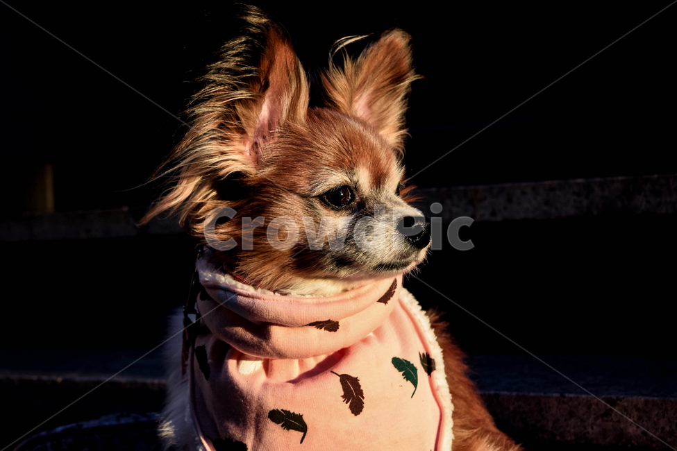 dog,puppy,animal,강아지,개,파피용,석양,sunset,동물,animal,포유류,mammal,개,강아지,dog,doggy