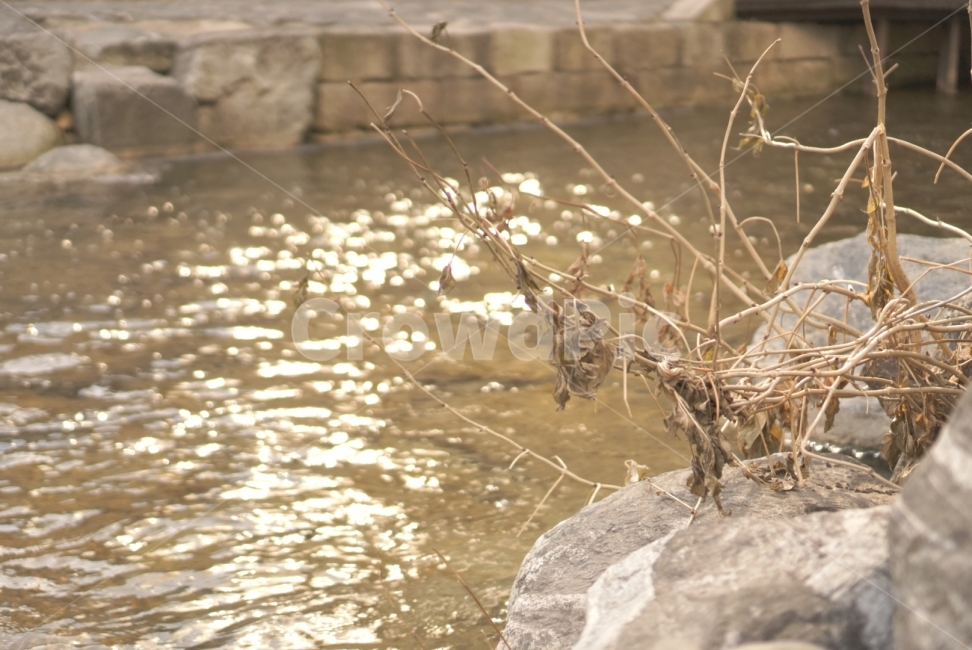 청계천,겨울,개천,감성,풍경,배경화면,바탕화면,겨울,계절,winter,season,식물,자연,plants,nature
