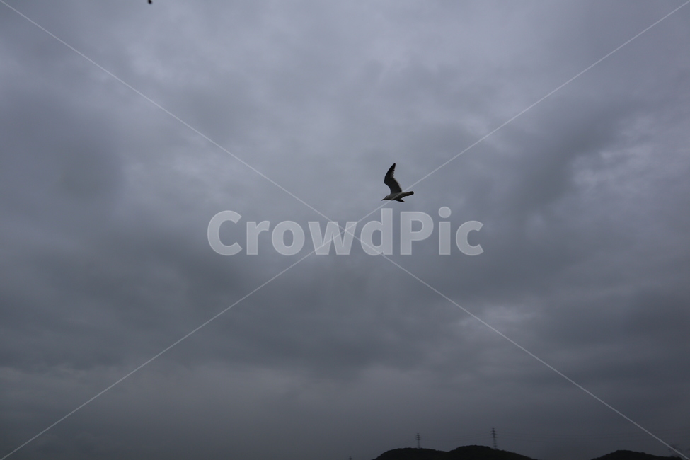 비오는날,갈매기,자유,흐린날,왜목마을,commongull