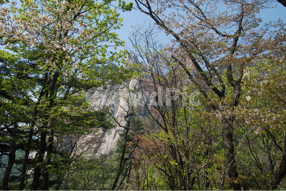 산,mountain,spring,sky,hikingtrail,자연,풍경,nature,landscape,tree,나무,plant,식물,tree trunk,나무 줄기