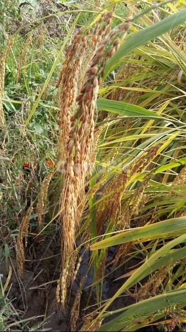 벼이삭,벼,논,가을들판,토종벼,곡류,곡식,cereals,산업,industry,industrial,농업,농사,agriculture,farming,farming industry
