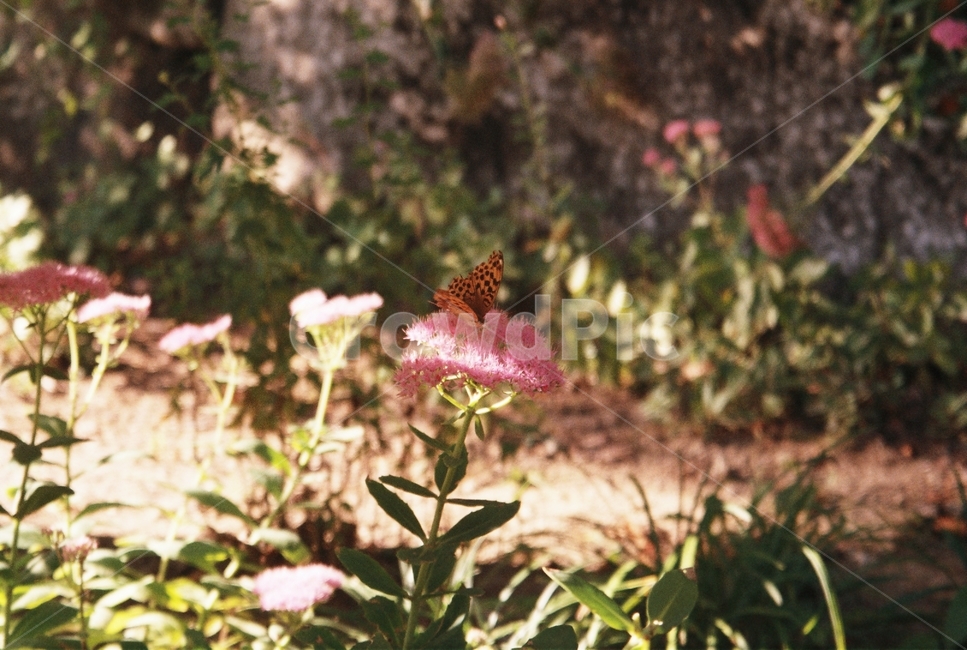 꽃,flower,식물,plant,필름,필름사진,film,나무,tree,nature,자연,outdoors,옥외,나비,butterfly,곤충,bugs