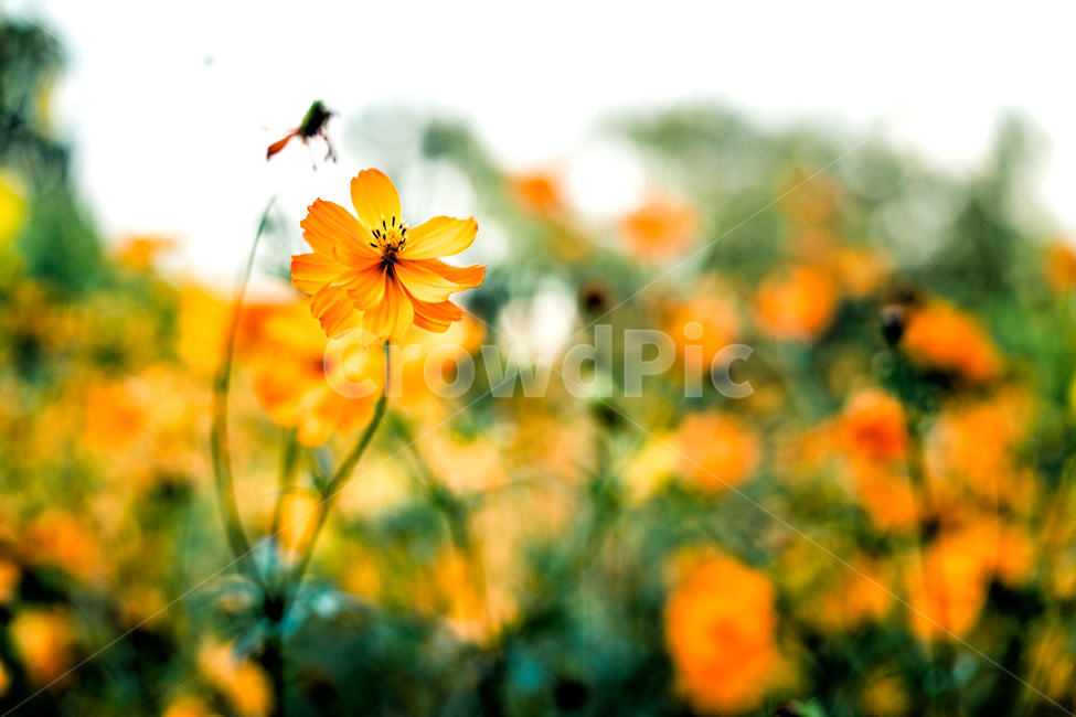 자연,풍경,꽃,식물,감성,식물,자연,plants,nature,꽃,flower,감성,sensible,feeling