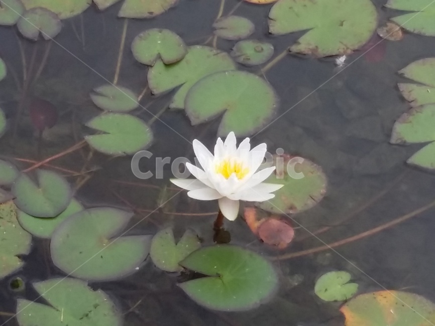수변공원,연못,연잎,연꽃,자연,flower,lotus