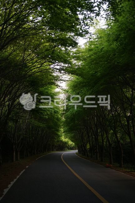 road,도로,아스팔트,녹음,선
