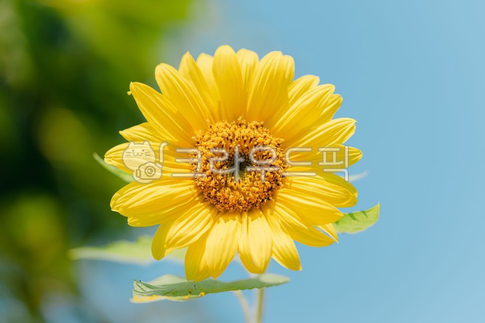 sky,nature,background,plant,yellow,sunflower,summer,flower