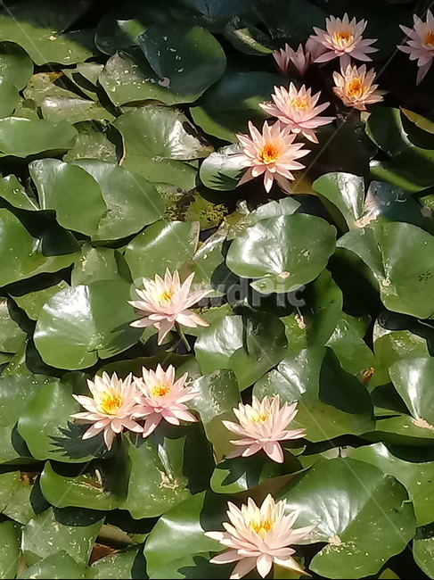 수련,다년생초본식물,수생식물,이판화,쌍자엽식물,자우련,waterlily