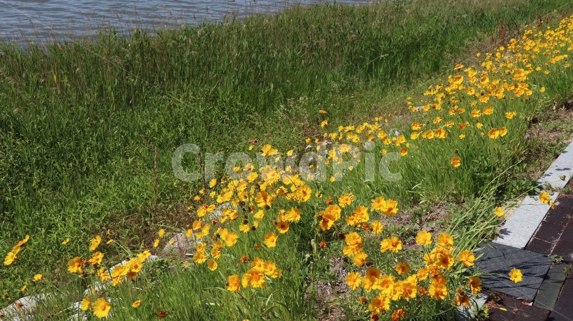식물,plant,grassland,자연,nature,field,들
