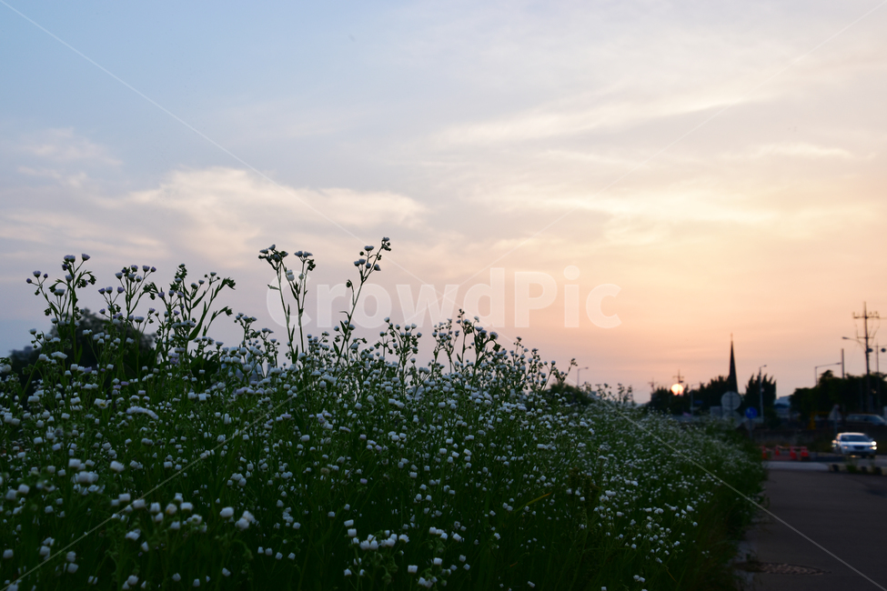 배경,아름다운,자연,갈대,석약,태양,하늘,background,beautiful,nature,reed,sunset,sun,sky,자연,풍경,nature,landscape,plant,식물,grass,잔디
