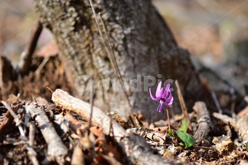 얼레지,야생화,봄,꽃,풀꽃,자연,식물,식생,plants,nature,spring,season,flower