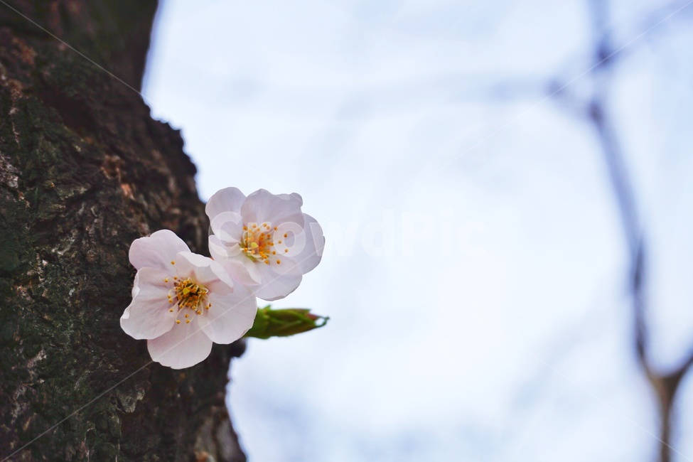 plant,식물,꽃,벚꽃,나무,flower,blossom,봄,계절,spring,season