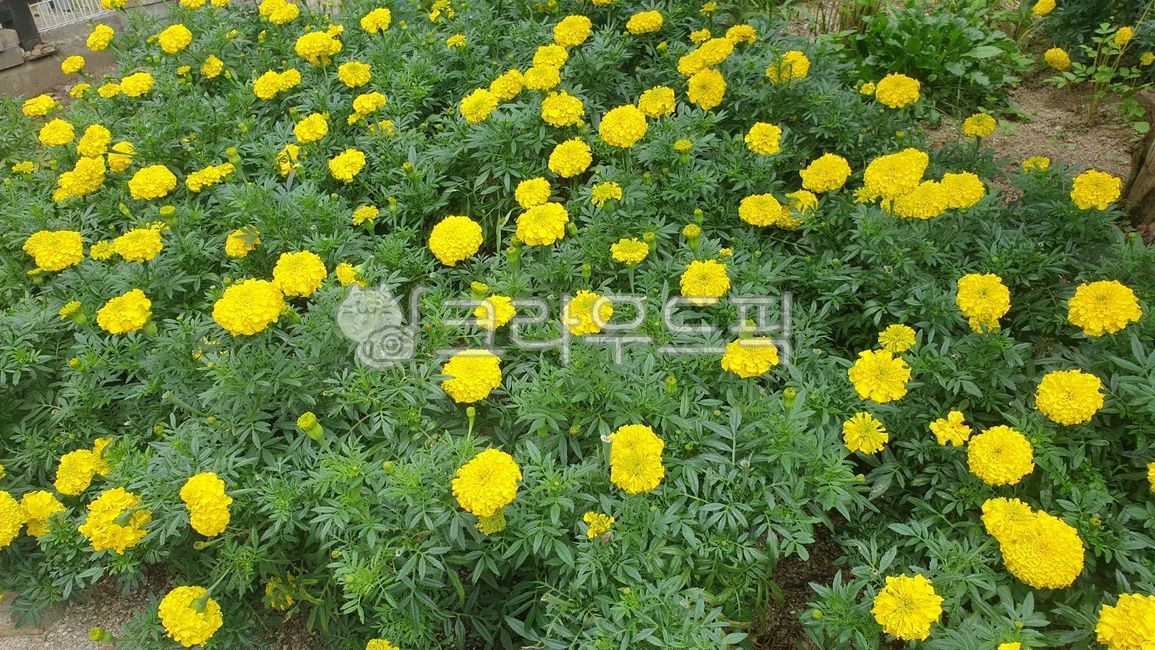 메리골드,예쁜꽃,노란꽃,화단,배경화면,꽃,flower