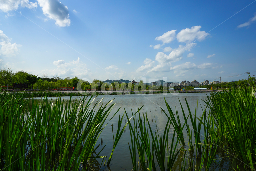 울타리,나무울타리,수생식물키우는곳,호수,공원,자연,풍경,nature,landscape,water,물,outdoors,옥외,land,땅