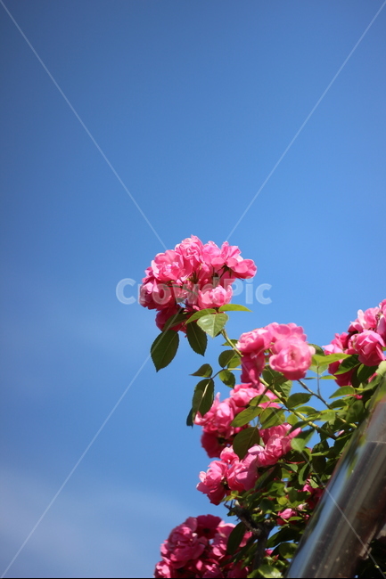 봄,봄꽃,꽃,장미,플라워,분홍,분홍색,spring,flower,rose,pink,pinkcolor,식물,자연,plants,nature,꽃,flower
