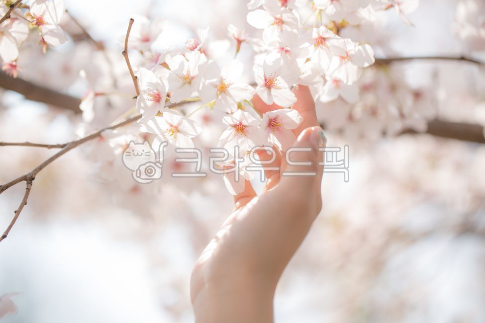 spring flowers,spring,white flower,Cherry Blossom,blossom,plant,flower
