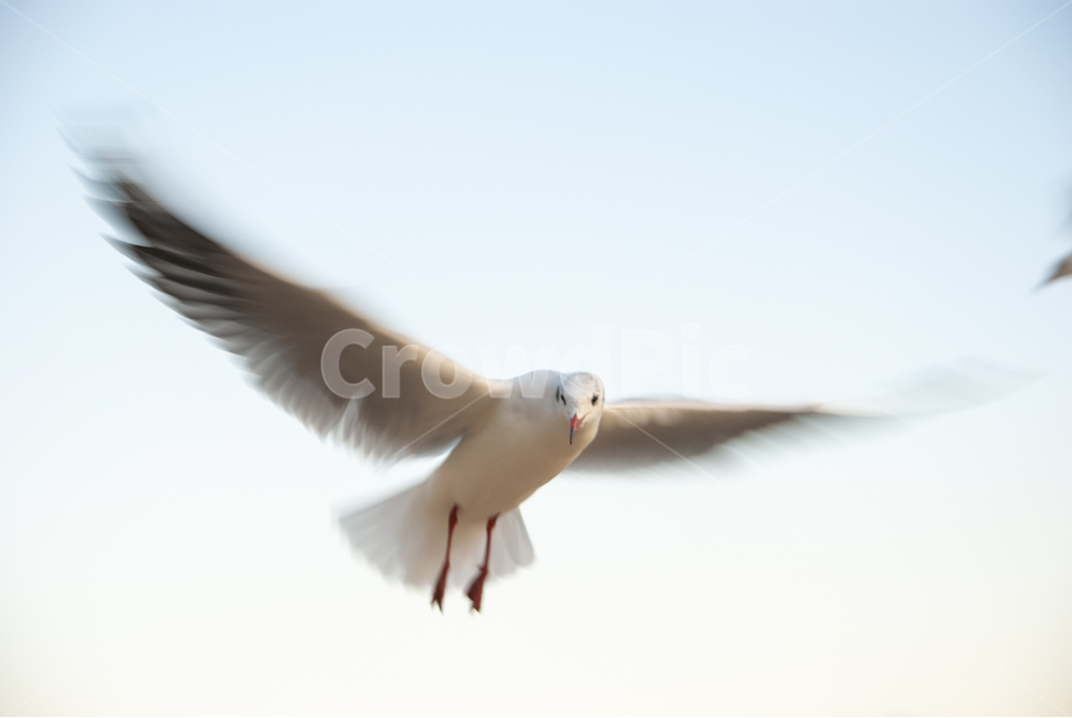 일몰,seagull,갈매기,flying,나는,괭이갈매기,동물,animal,조류,새,birds