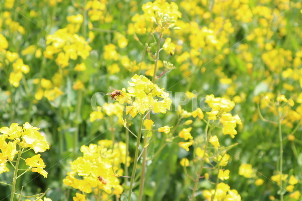 꿀벌,벌꿀,벌,유채꽃,노란꽃,bee,honeybee,honeybee,yellow,flower,flowerbee,beeflower,노란색,봄꽃,rapeflower,rapeblossom,rapeblossoms,봄,계절,spring,season,plant,식물