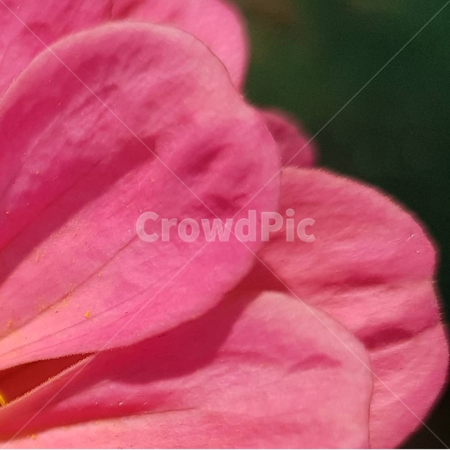 백일홍,초롱꽃목,국화과,한해살이풀,꽃,flower,식물도감,beautiful,zinniaelegans,개량,식물,순수,pure,감성,꽃줄기,총포조각,7월,순결,핑크,퍼플,속씨식물,쌍떡잎,들꽃,illustrated plant book,꽃잎,내화피,암술,꽃밥,화관,갈래꽃,통꽃,수분,花冠,petal,內花被,외화피,꽃가루,충매화,돌려나기,방사대칭,양성화,화엽,꽃대,노란꽃,노란색,pink,plant,식물,자연,plants,nature,꽃,flower