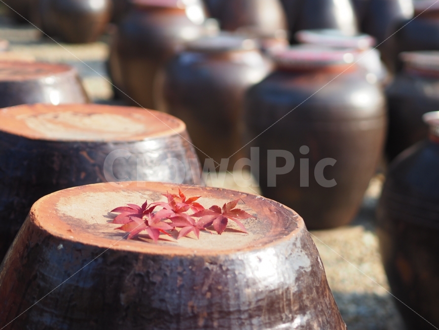 장독대,단풍,가을,된장,시골,가을,계절,fall,autumn,season,한국전통,한국문화,korean traditional,korean culture,식물,자연,plants,nature,사물,물건,오브젝트,thing,object,matter