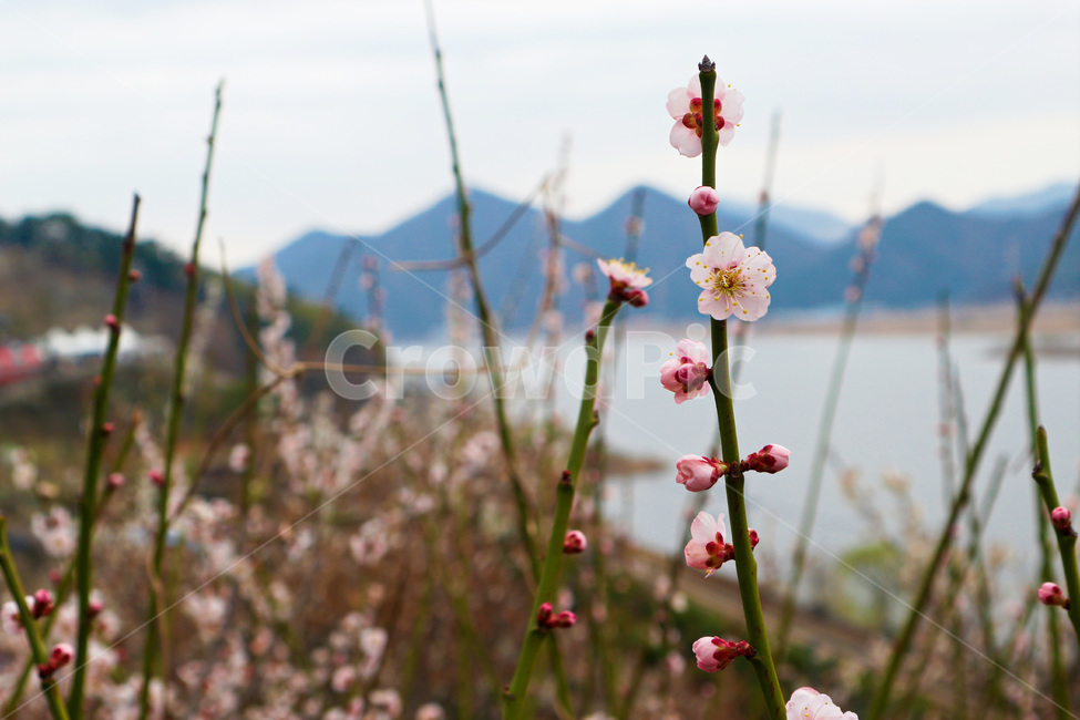 봄,순매화,매화,원동,꽃놀이,봄꽃,개화,꽃봉오리,봄,계절,spring,season,식물,자연,plants,nature,꽃,flower,plant,blossom,petal,꽃잎,bud,싹,sprout,새싹