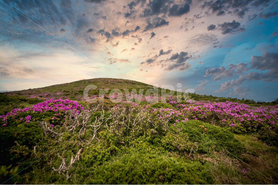 제주도,한라산,nature,자연,outdoors,옥외,hill,언덕,countryside,구름,나무,숲