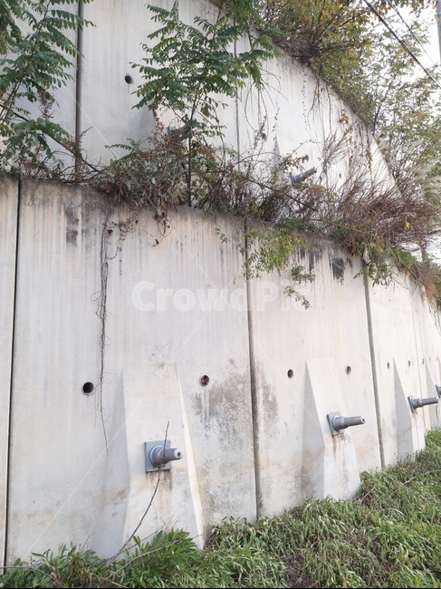 벽,wall,식물,초록,시멘트,식물,자연,plants,nature