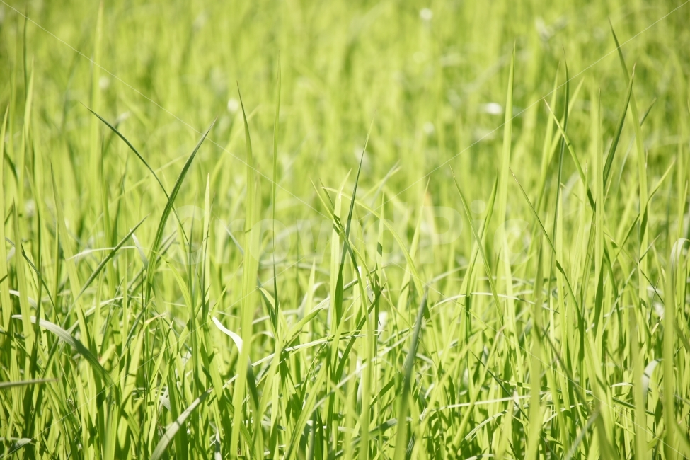잔디,초록,풀,자연,배경,식물,공원,생명,grass,green,plant,nature,park,background,turf,녹지,배경화면,자연,풍경,nature,landscape,여름,계절,summer,season,식물,plants