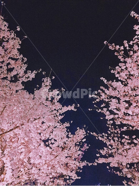 부산,벚꽃,야경,봄,바람,봄,계절,spring,season,야경,밤,풍경,nightscape,night,landscape,plant,식물,blossom,꽃,flower,cherry blossom