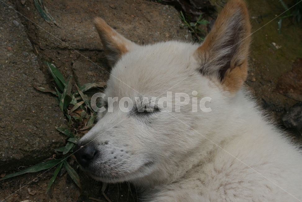 토종개,진돗개,강아지,흰색,꿀잠,동물,animal,포유류,mammal,개,강아지,dog,doggy