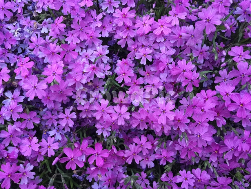 지면패랭이꽃,꽃잔디,분홍,관상,꽃,식물,배경,예쁜,식물,자연,plants,nature,꽃,flower