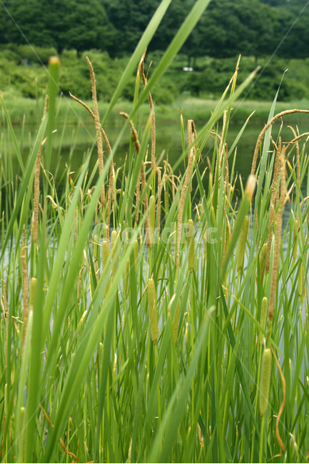 수생식물,plants,nature,공원,호수,식물,수크렁,식물,자연,plants,nature