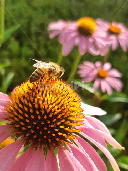 flower,bee,꽃,벌,분홍꽃