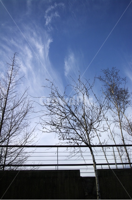 겨울,나무,식물,plant,하늘,구름,자연,풍경,nature,landscape