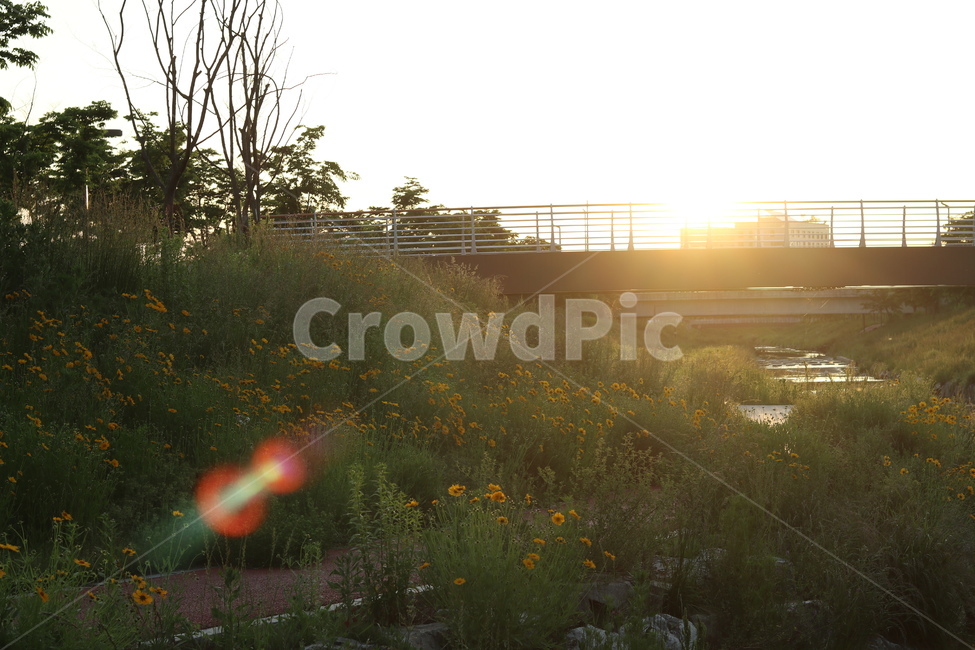 금계국,햇살,빛,아침,풍경,노랑,자연,풍경,nature,landscape,휴식,힐링,rest,relaxation,healing,light,flare,플레어,sunlight,햇빛,outdoors,옥외