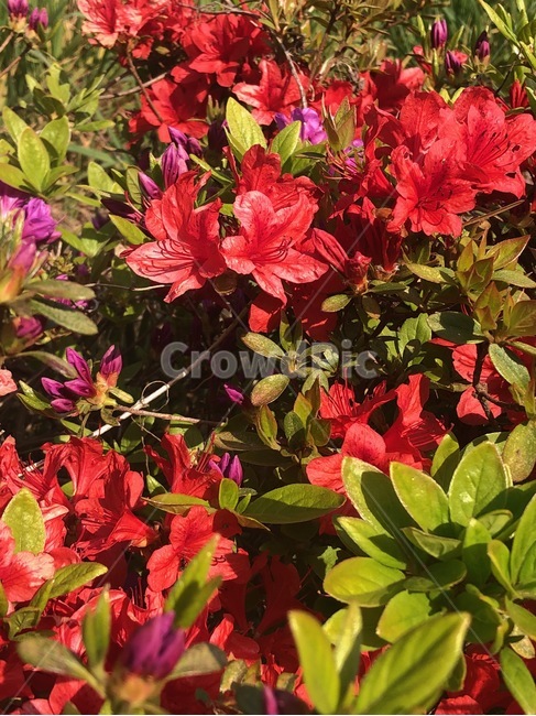 철죽,진달래,빨간꽃,꽃잎,풀,풀잎,식물,자연,plants,nature,꽃,flower