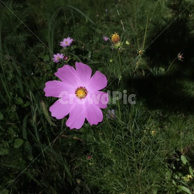 코스모스,예쁜꽃,분홍꽃,가을꽃,순정,식물,자연,plants,nature,꽃,flower