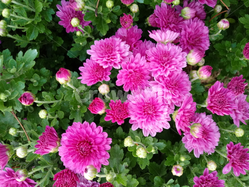 꽃,식물,flower,plant,소국,국화,식물,자연,plants,nature,꽃,flower