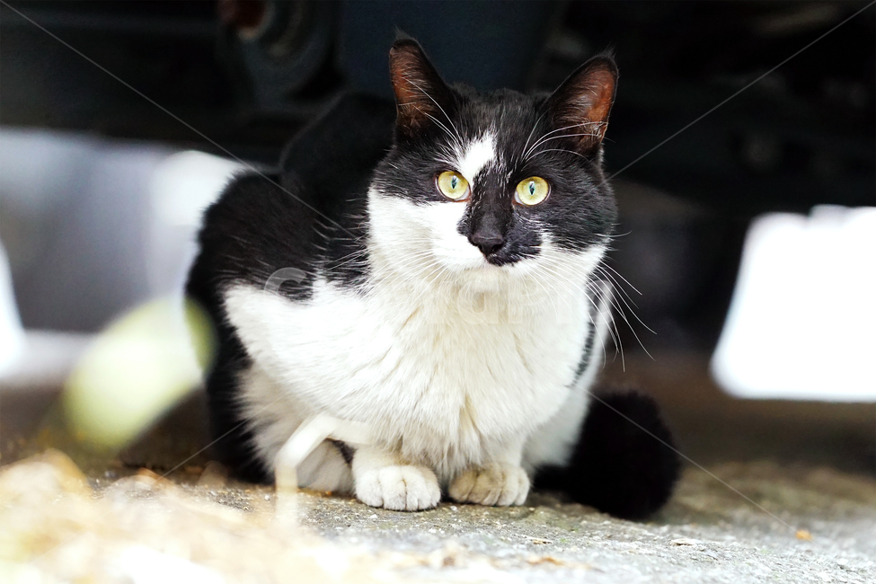 고양이,길고양이,길냥이,야옹이,냐옹이,애완묘,반려묘,애완동물,펫,캣,도둑고양이,야생동물,pet,cat,alleycat,wild,wildlife,mammal,animal,동물,animal,포유류,mammal,고양이,cat,kitten,kitty