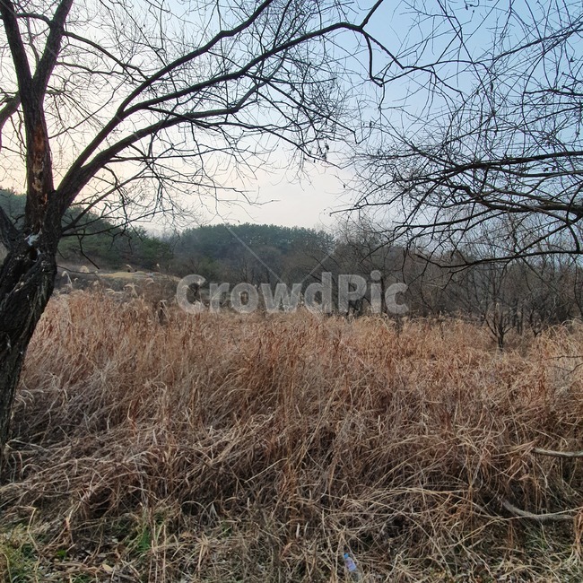 ground,plant,식물,tree,나무,treetrunk,나무줄기